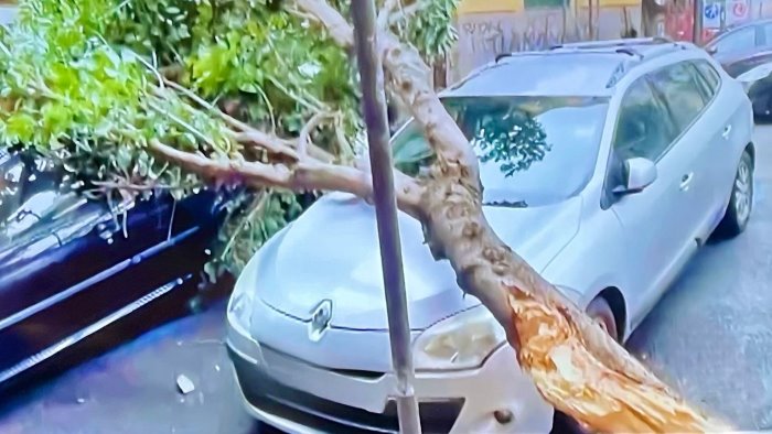 maltempo napoli via giotto si schianta al suolo un altro albero