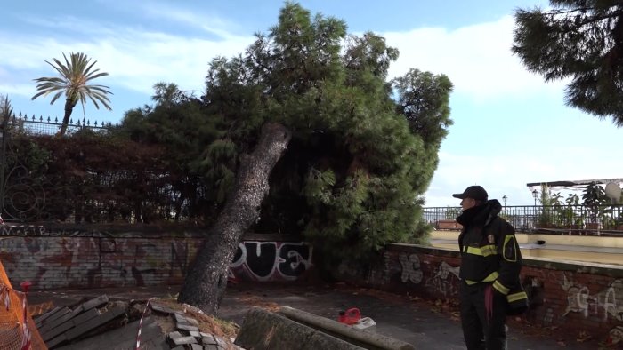 maltempo napoli paura a chiaia crolla un pino chiuso parco margherita