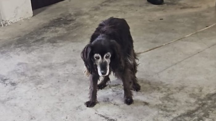 spaventato e disorientato sulla statale cane salvato ora adottatelo