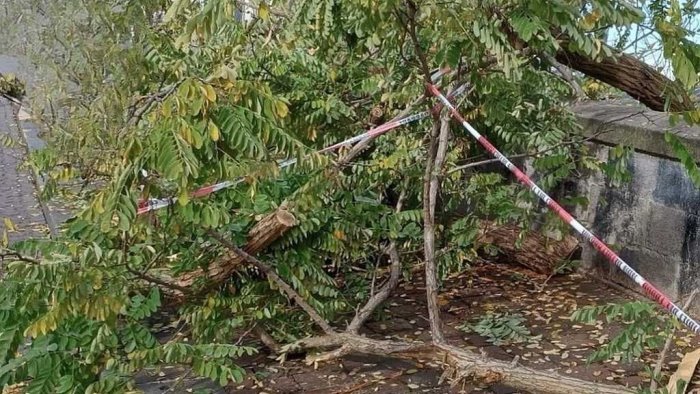 alberi in caduta libera a napoli e successo anche oggi
