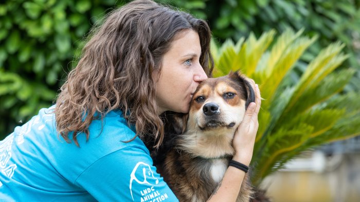 un inverno senza gabbie ecco la campagna per spingere le adozioni dei cani