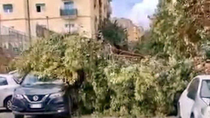 arenella tragedia sfiorata in via libroia si schianta un altro albero