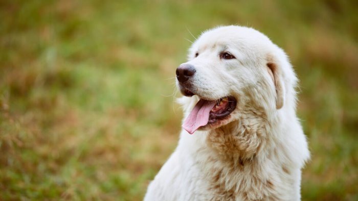 salerno il cane napoleone ucciso a fucilate scatta la denuncia