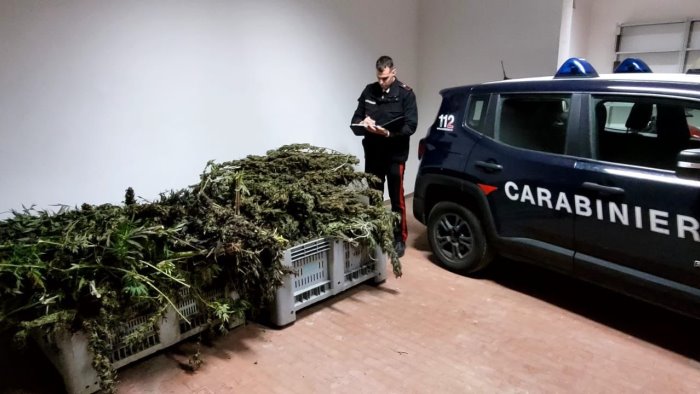 sequestro record dei carabinieri trovati 109 kg di marijuana