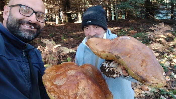 fungo da record trovato porcino da 2 8 kg nei boschi di caposele