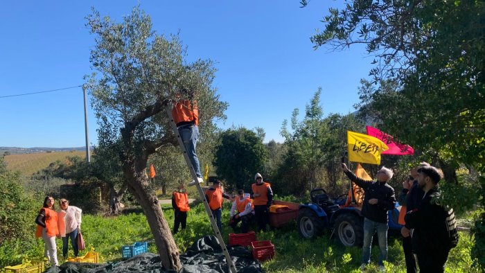 castelvenere arriva l olio prodotto in un bene confiscato alla camorra