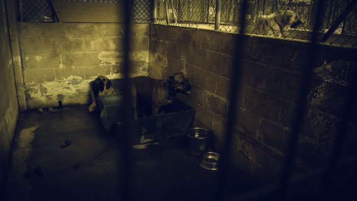 canile lager sul litorale domizio 22 cuccioli prigionieri tra i rifiuti