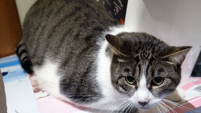 guardia forestale odv gatti in cerca di adozione foto