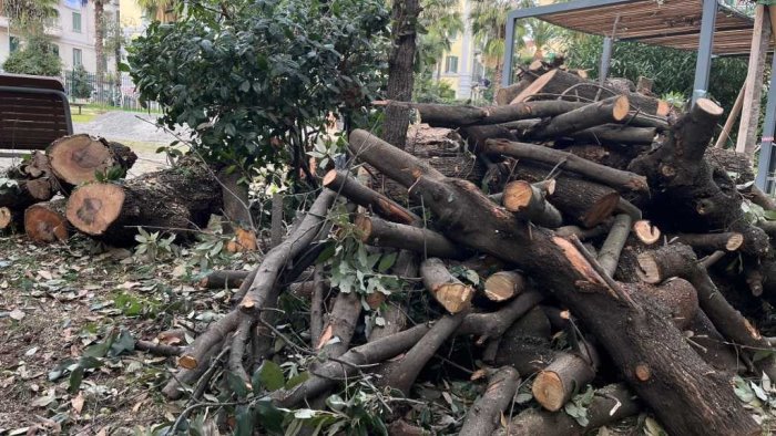 napoli parco mascagna di nuovo cimitero degli alberi