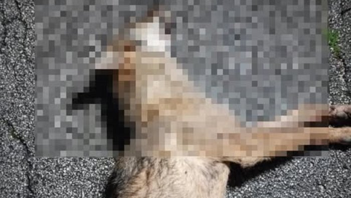 montemarano lupo morto in strada ipotesi avvelenamento