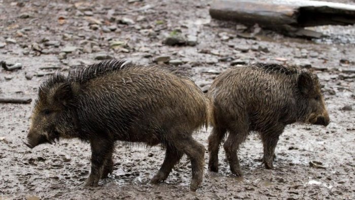 la forestale sequestra 3 cinghiali a un 40enne di senerchia