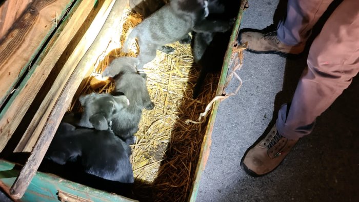 chiusi in un vecchio baule ed abbandonati salvati 7 cuccioli