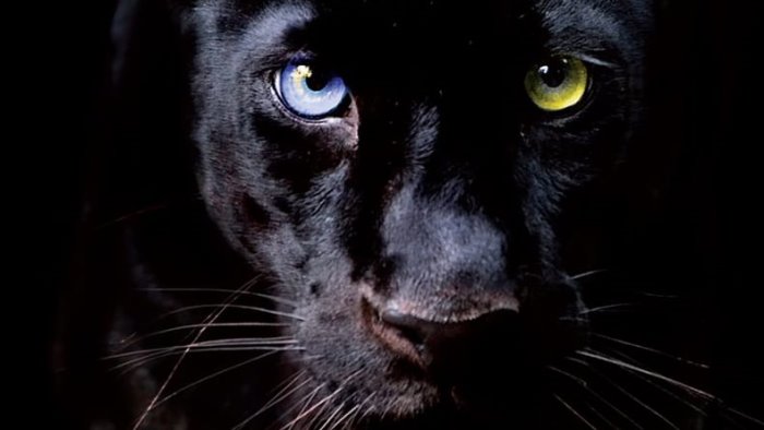 non era una pantera ma un canide ragazzi che delusione