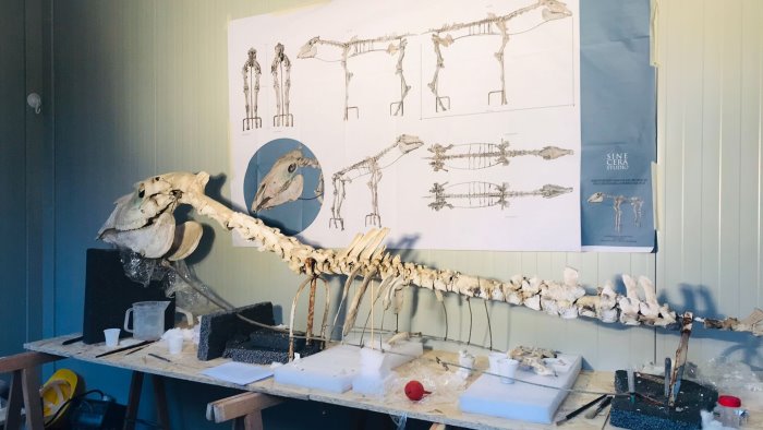 lo scheletro del cavallo rinvenuto da maiuri nel 1938 in fase di restauro