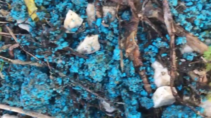 esche per topi allo scopo di uccidere gli animali muore un pastore tedesco