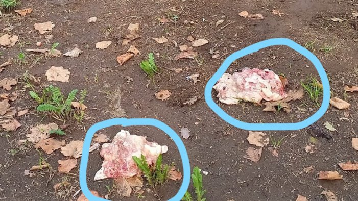 bocconi avvelenati strage di cani e gatti dolore e rabbia nei giorni di festa