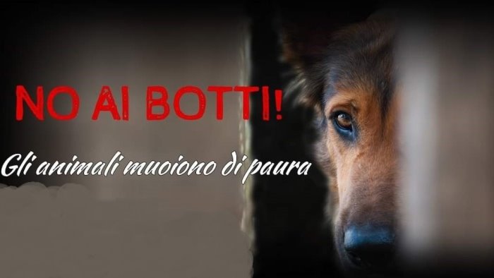 aspettando il 31 dicembre l appello del wwf stop ai fuochi pirotecnici