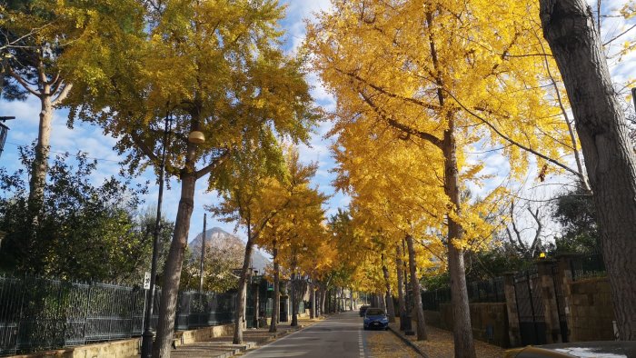 piano di sorrento quel fascino giallo autunnale delle foglie di gingko biloba