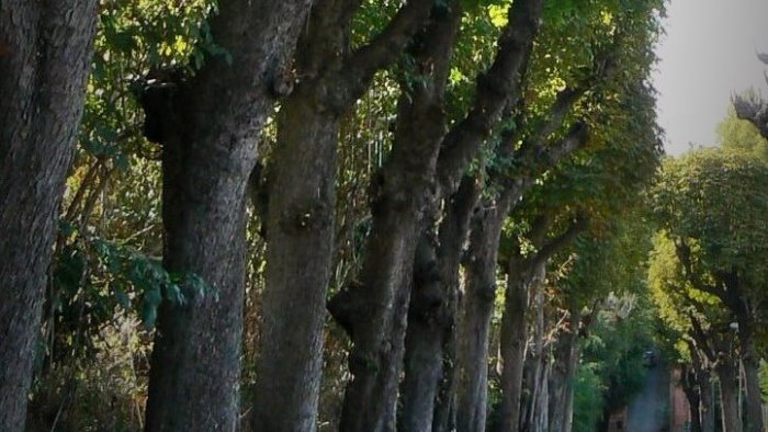 a castellammare la strage degli ippocastani incombe sulla reggia di quisisana