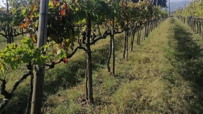 confindustria avellino irpinia e vino idee per il domani