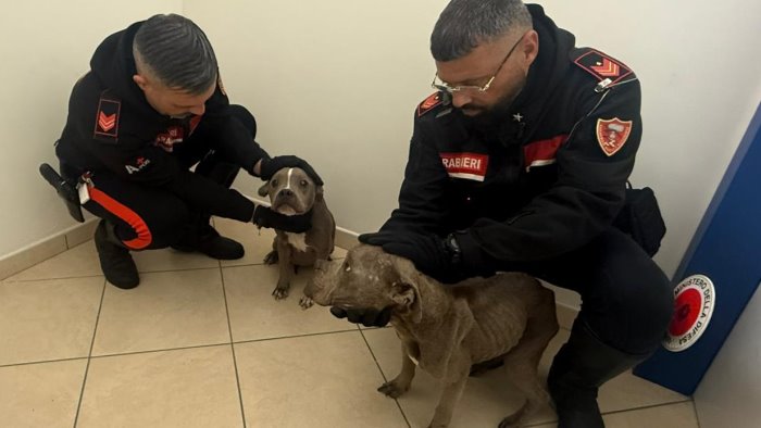 nola sequestrati due cani amstaff dopo segnalazione stato abbandono
