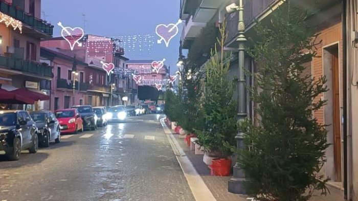 grottaminarda il comune riceve in dono 40 abeti