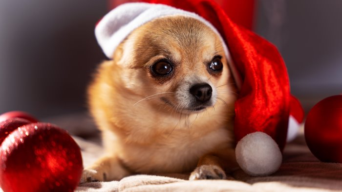 un trovatello sotto l albero parte la campagna adozioni di natale a napoli