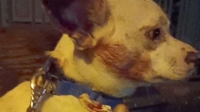 omessa custodia di animali azzannato e ferito da un altro cane ad ariano