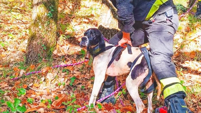 cane cade in un pozzo salvato dal corpo di specialisti dei vigili del fuoco