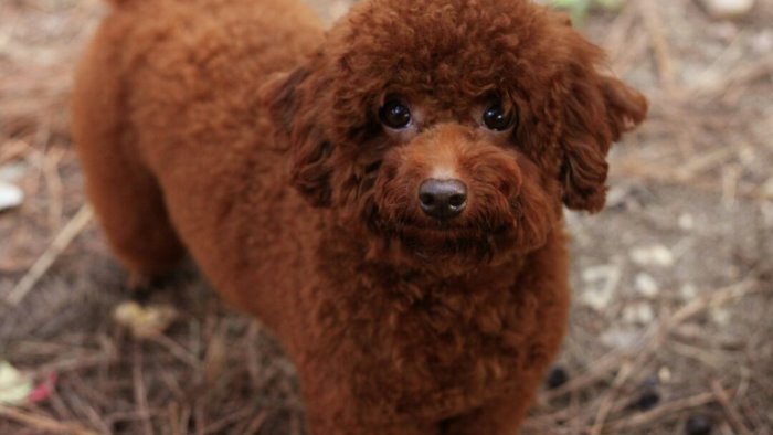 allevamento abusivo in casa salvati 38 barboncini e 5 gatti di razza