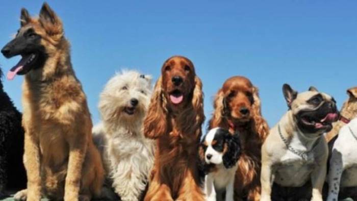 eboli avra un nuovo canile comunale approvato il progetto