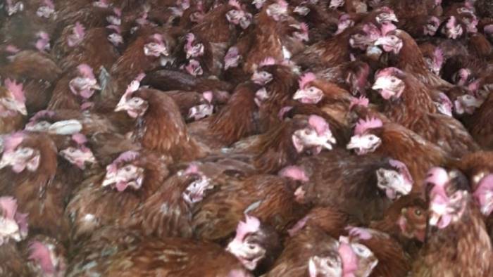 focolaio di salmonella abbattute 1110 galline