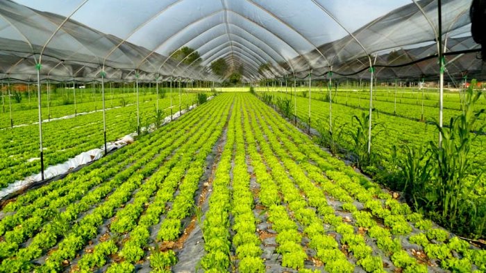 m5s cammarano progetto terna non impatti su suoli agricoli