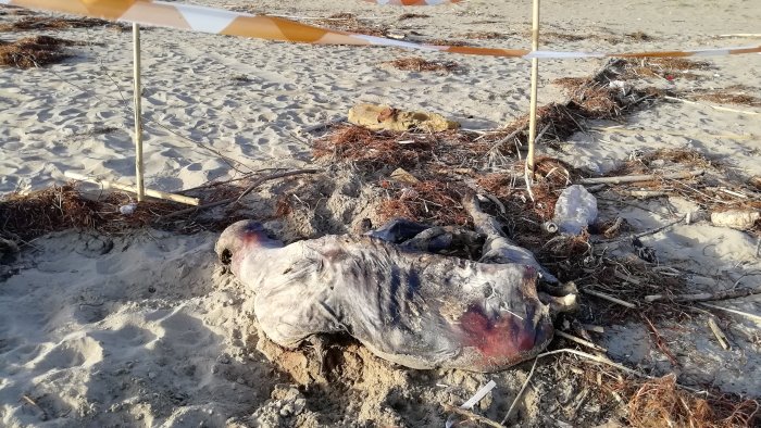 carcassa di bufalino in spiaggia la denuncia degli attivisti