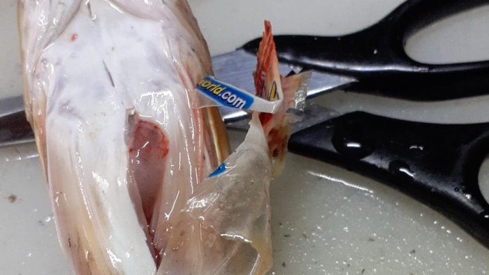 busta di plastica in un pesce acquistato lo sdegno del sindaco di baronissi