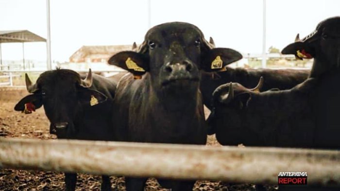 brucellosi bufalina la regione integra il piano si all obbligo vaccinale