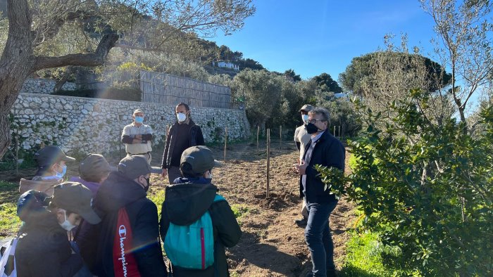 l oro di capri piantumazione di 25 esemplari di olivo