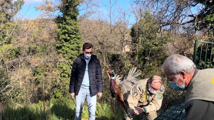 ripopolamento fauna selvatica a ceraso liberati 4mila fagiani