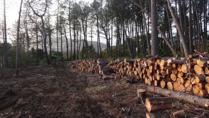 sorrento dubbi del wwf sul progetto di rinascita della pineta le tore
