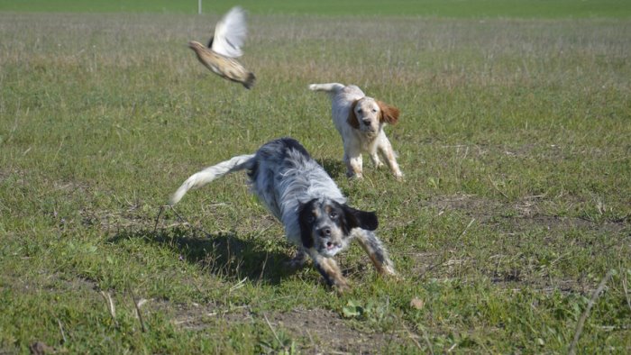 vico equense l ente parco dei lattari dice no al centro di addestramento cani