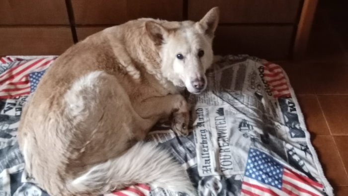 dieci anni in canile il miracolo di lupo liberato e adottato da una famiglia