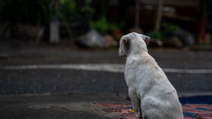 cagnolino abbandonato in strada scatta la gara di solidarieta