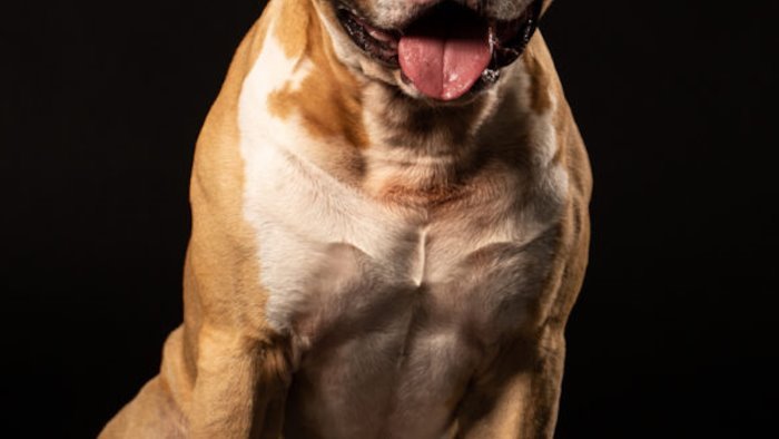 bimba sbranata dal pitbull tyson il cane non era dotato di microchip