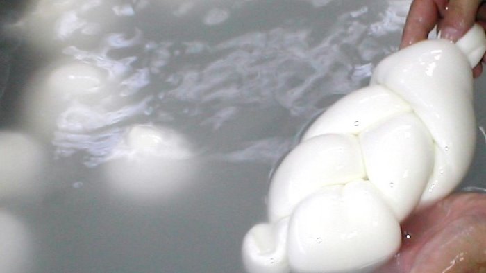 coldiretti campania avanti tutta in favore della filera del latte bufalino