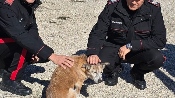 atripalda cane ferito sull appia salvato dai carabinieri ora e al sicuro