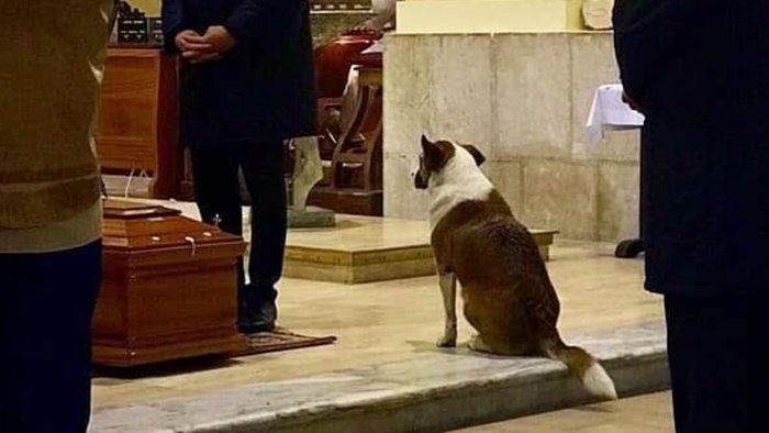 sally la cagnolina che accompagnava i defunti volturara non la dimentica