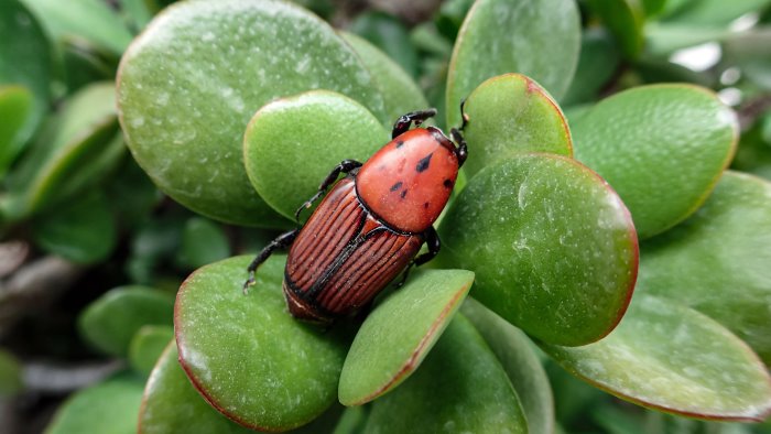 castellammare di stabia lotta al punteruolo rosso per salvare le palme