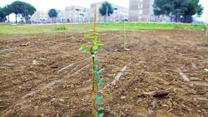 pozzuoli l ecomostro diventa una foresta urbana nuova vita a monterusciello