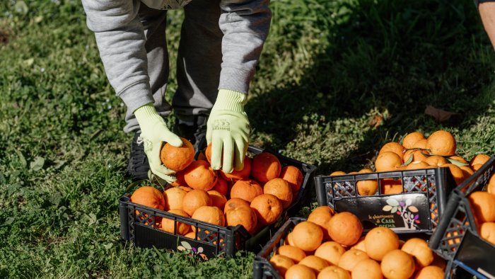 le arance raccolte alla reggia di caserta diventeranno marmellata delle regine
