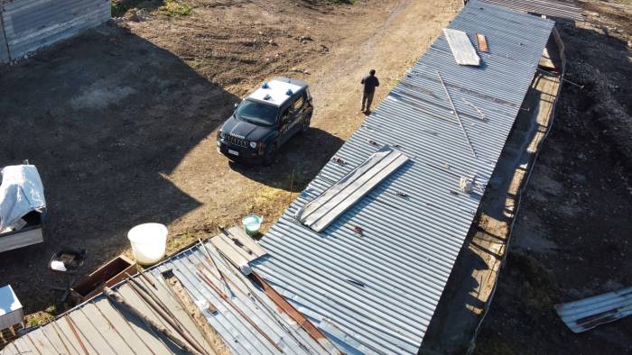 sequestrato un allevamento abusivo di suini